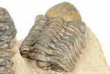 Crotalocephalina Trilobite With Reedops - Lghaft, Morocco #201252-3